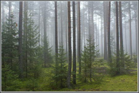 Ivan Susanin's wood.