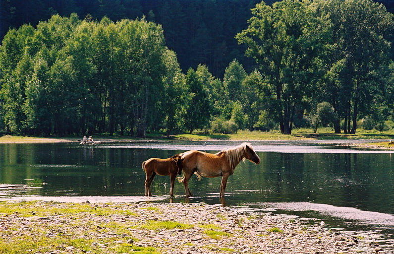 гармония лета