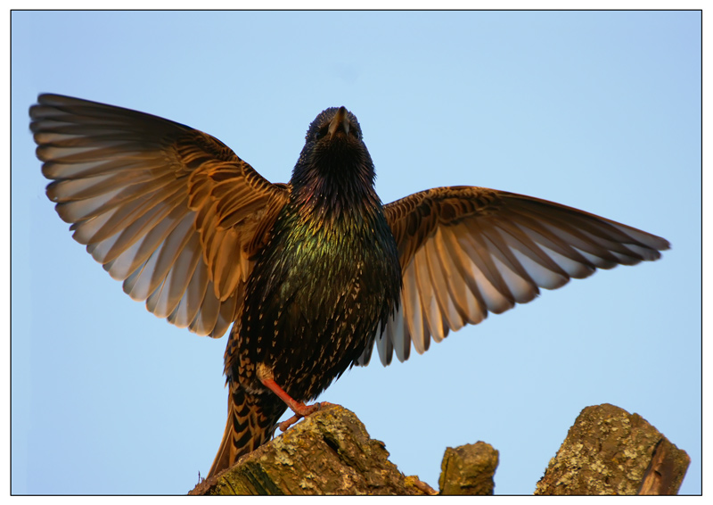 Скворец обыкновенный (Sturnus vulgaris) ...