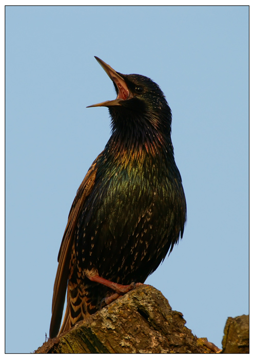 Скворец обыкновенный (Sturnus vulgaris) ...