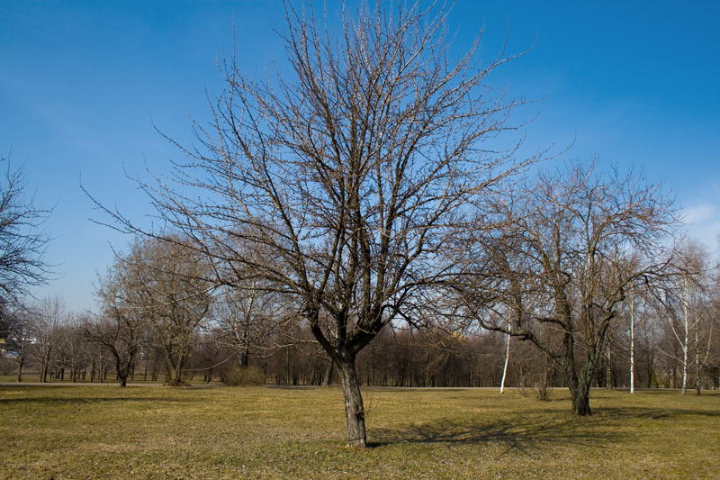 весна