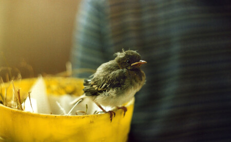 Sparrow