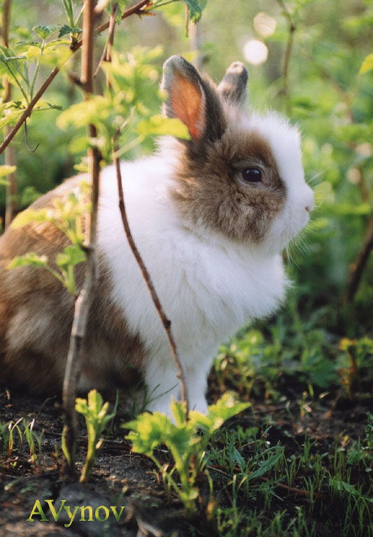 Весенний заец