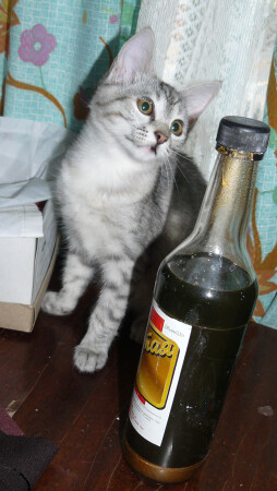 "Мне стоко не выпить..."