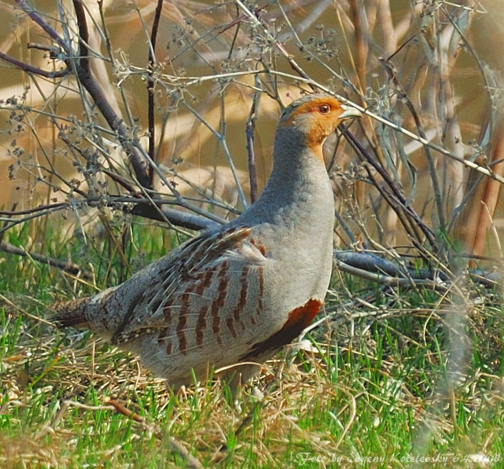 Серая куропатка