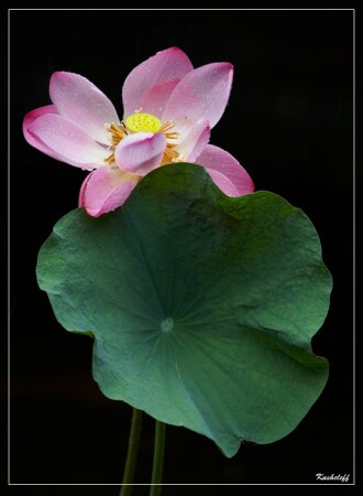 Цветок ЛОТОСА