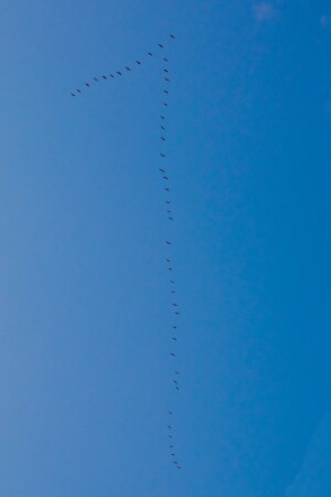 Весна!11_адин_адин_адин