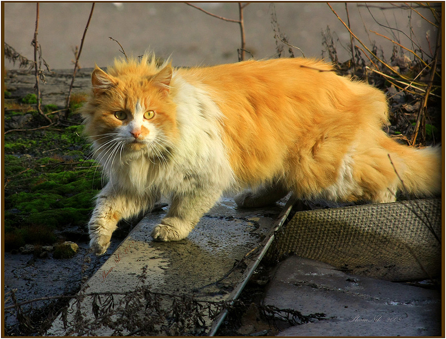 &quot;Возвращение блудного... Кота...&quot;