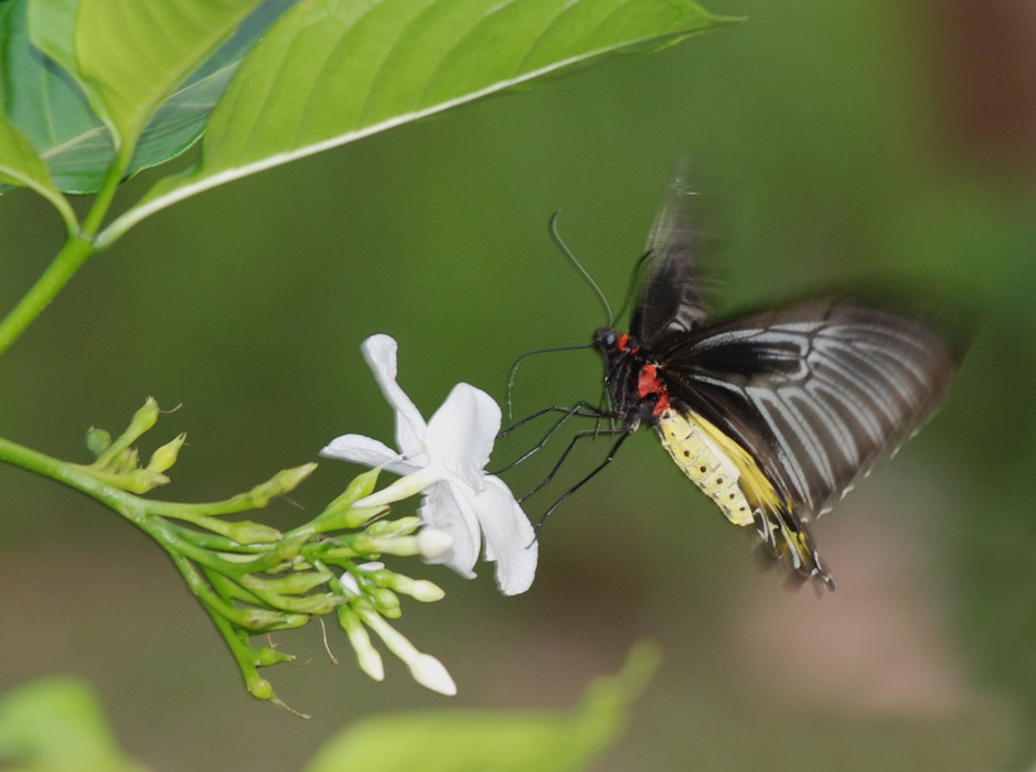 Troides helena