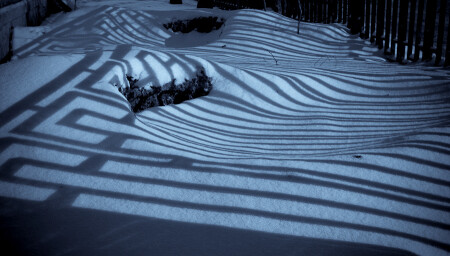 зимняя зебра