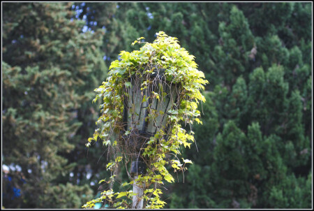 Раскудрявый