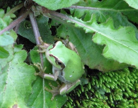 Притаилась