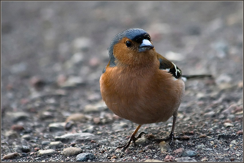 Зяблик (лат. Fringilla coelebs)