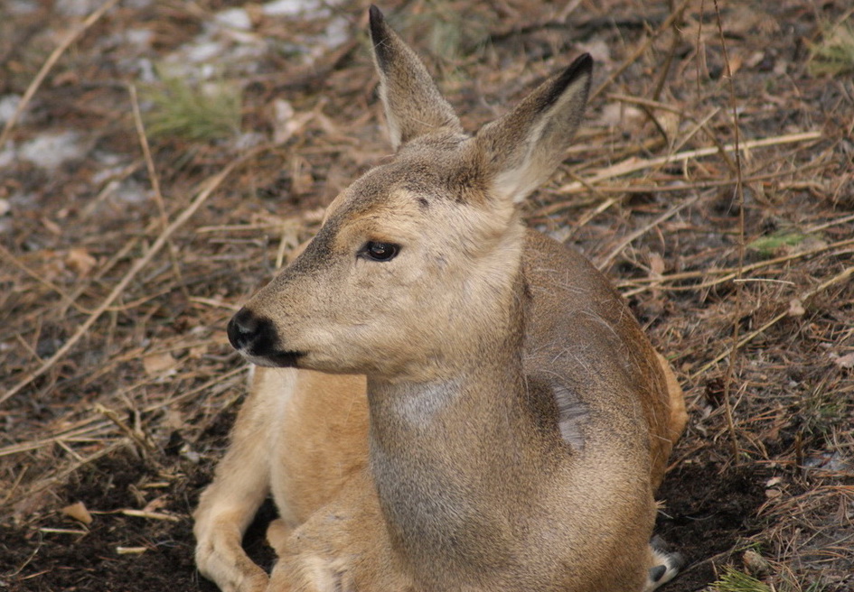 Косуля