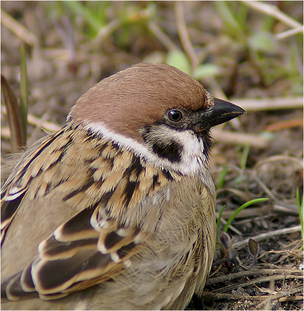 Passer montanus