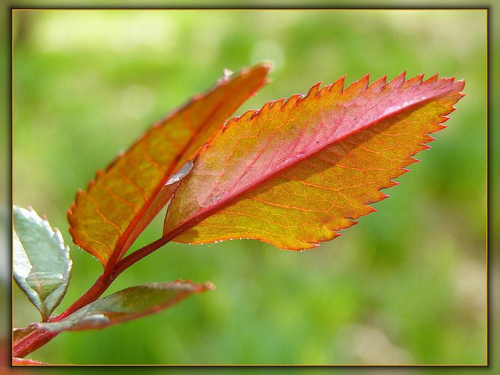 The hot leaves