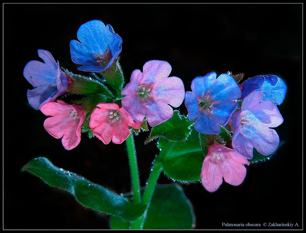 Медуница неясная (Pulmonaria obscura)