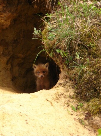 &amp;quot;Fox&amp;quot;