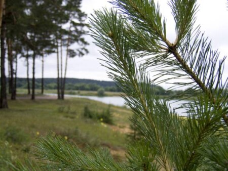 Калужские леса