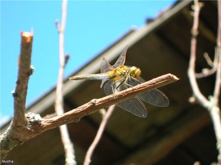 Cтрекозка