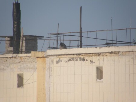 Высоко сижу