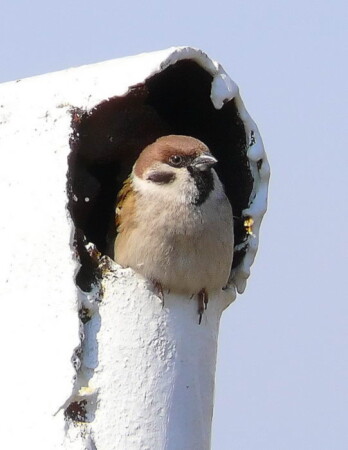 &amp;quot;Хозяин&amp;quot;