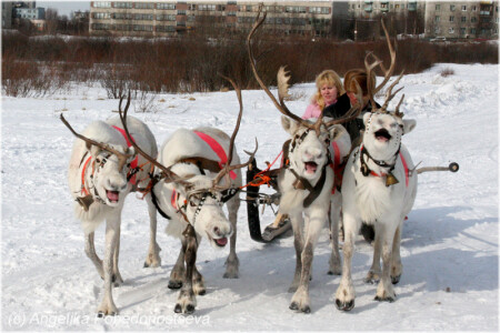 &amp;quot;три&amp;quot; белых &amp;quot;коня&amp;quot;