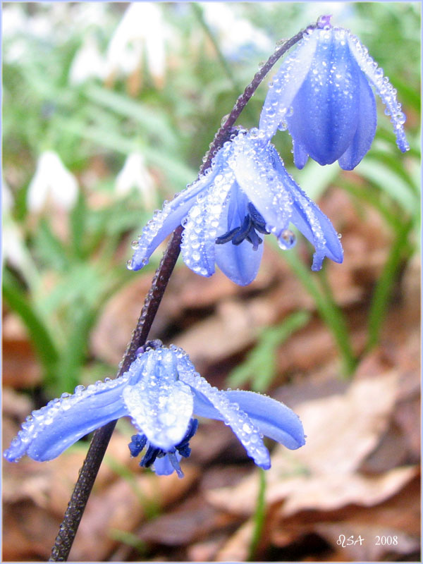 Galanthus caucasicus