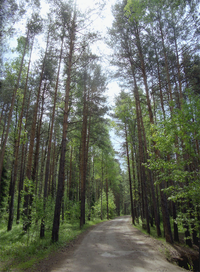 Дорога весенних ароматов.