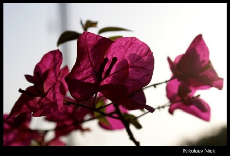 Где-то в Индии...