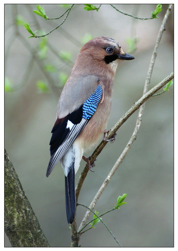 Сойка (Garrulus glandarius) ... 