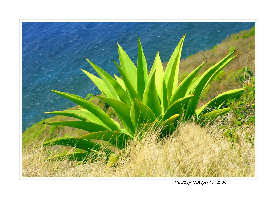 Closer Look At Saint Lucia’s Flora