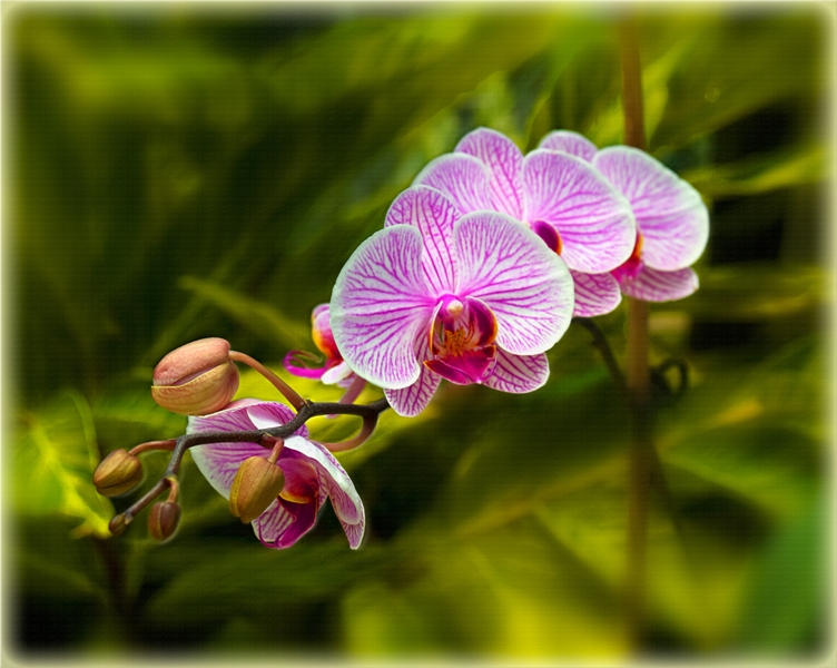 orchid #1