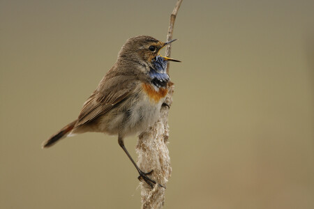 Варакушка (Luscinia svecica)