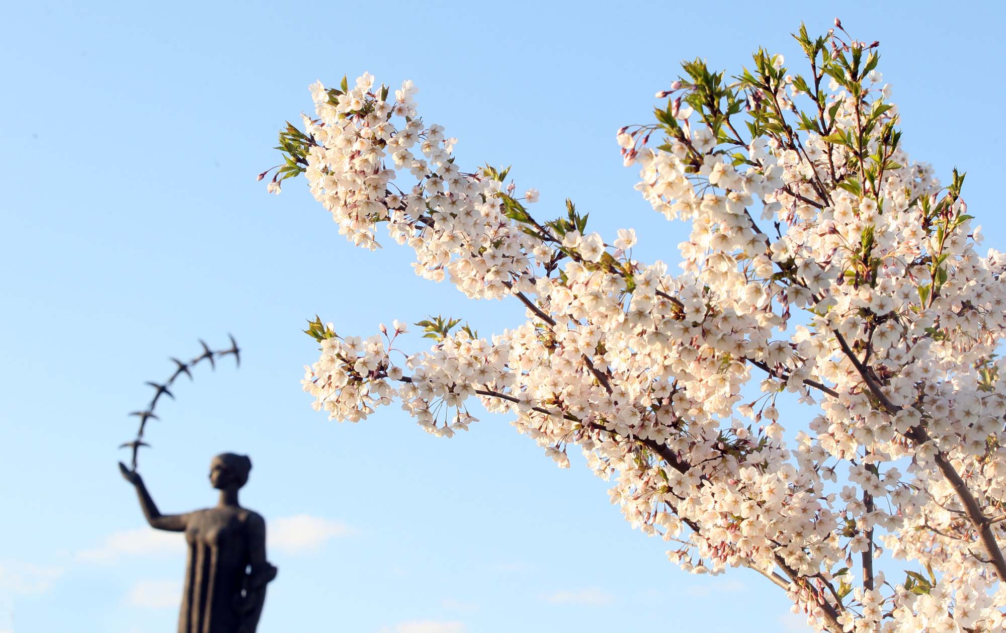 Sakura (Vilnius)