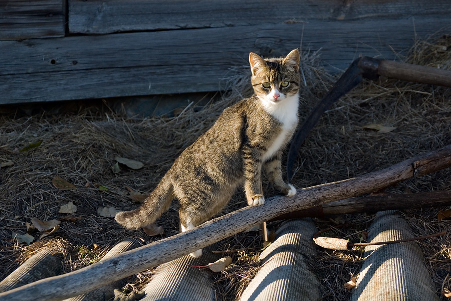 Котярка с косой