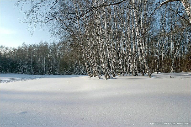 Зимний лес в Ясенево.