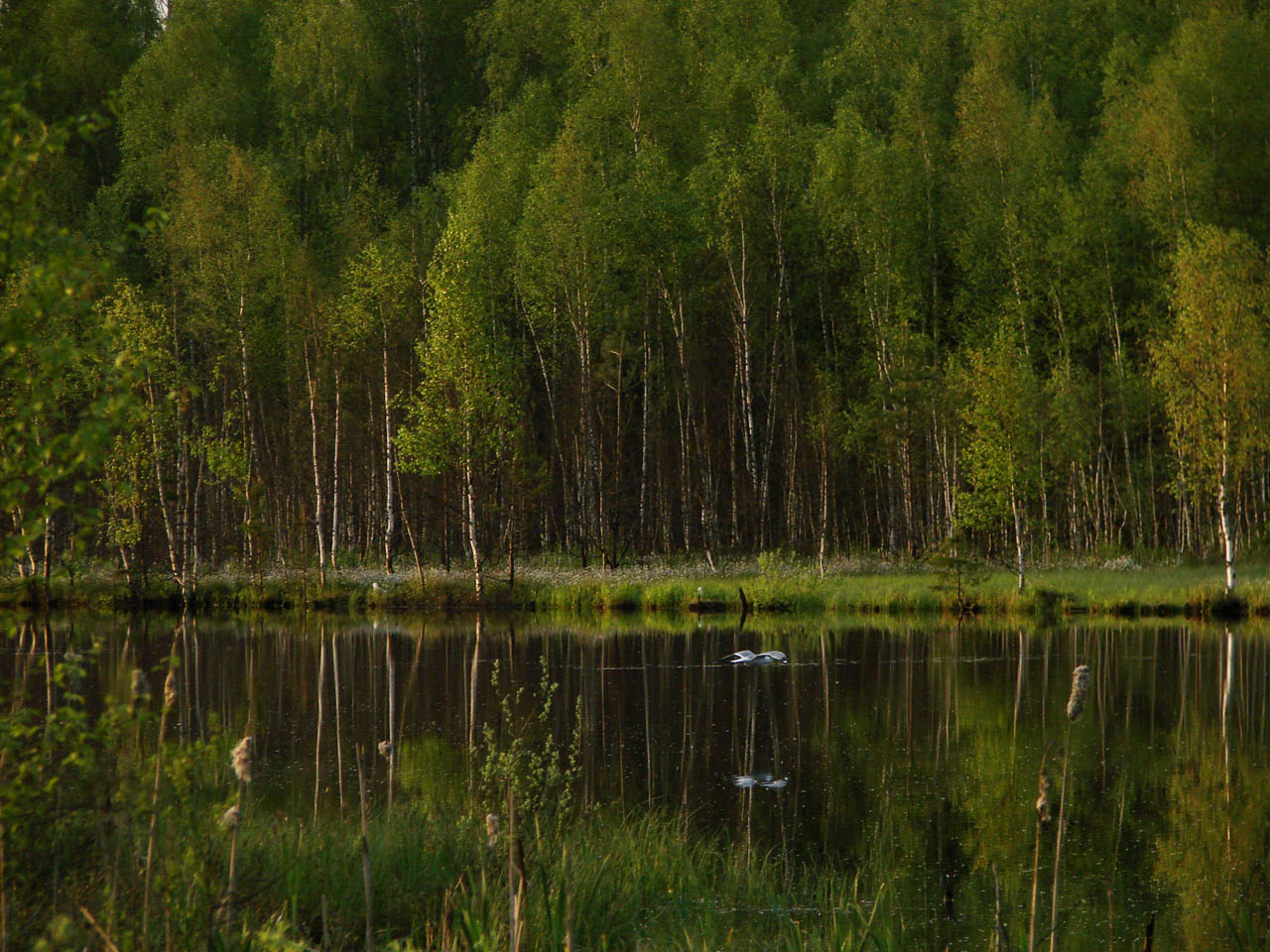 Водная гладь