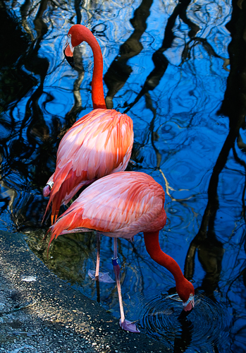 flamingo