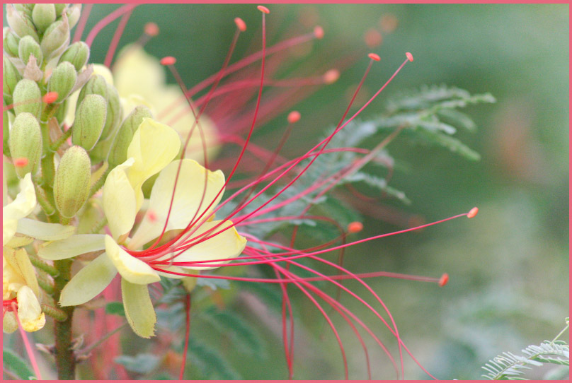  Caesalpinia gilliesii