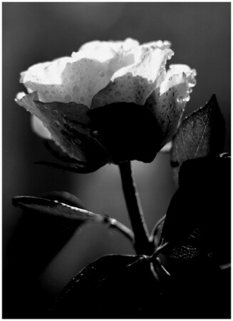 Черная роза - эмблема...