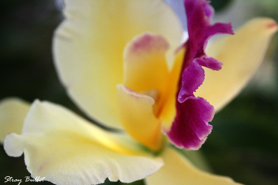 orchid