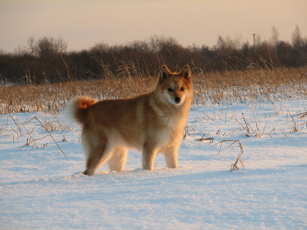 лис