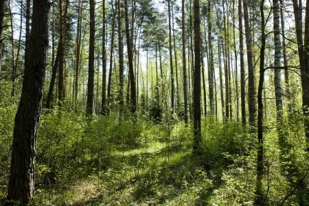 Прогулки по лесу