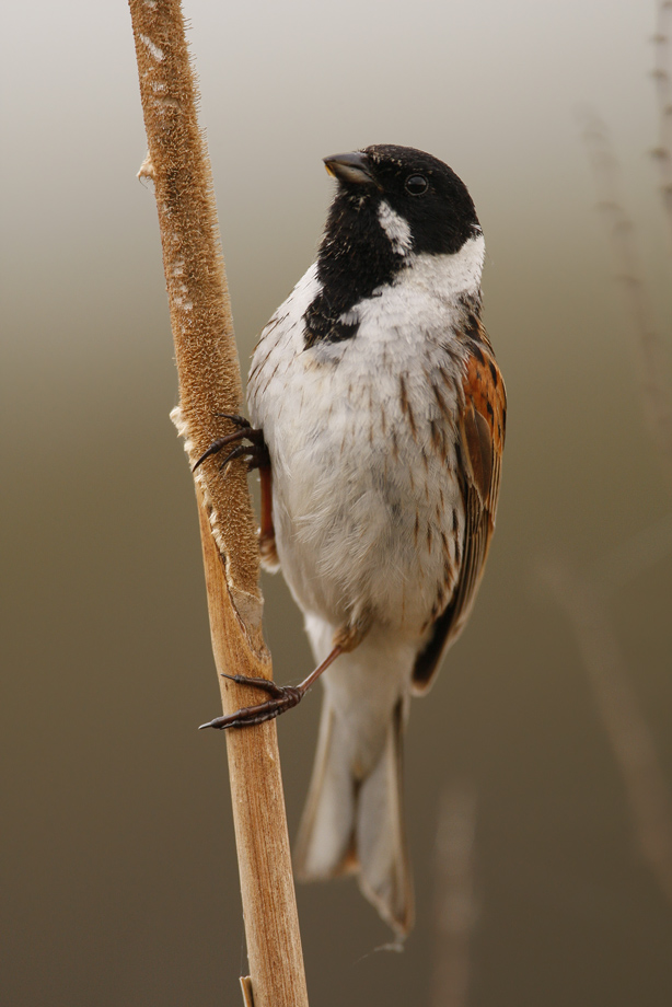 Тростниковая овсянка (Emberiza schoeniclus)