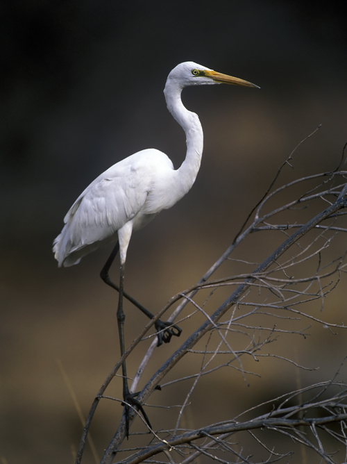 White egret