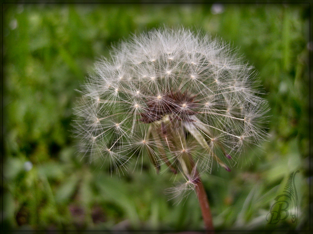 Taraxacum officinale Wigg.