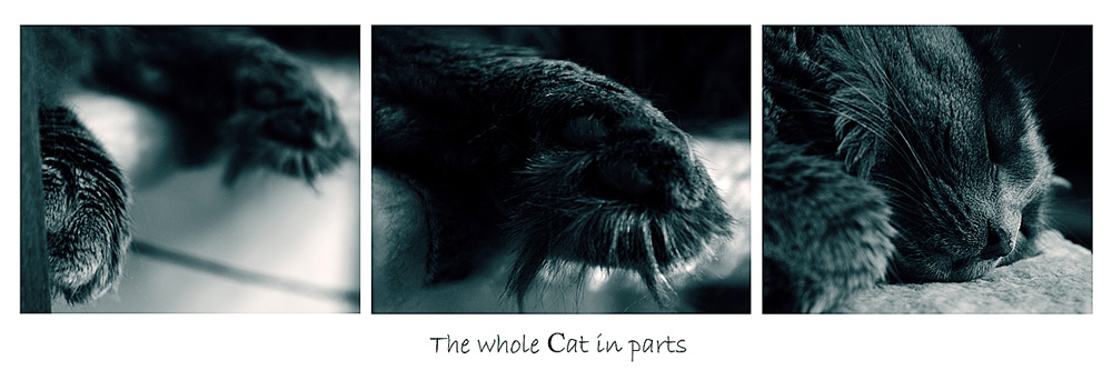 The whole Cat in parts