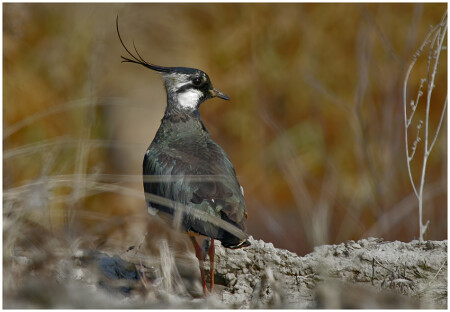 Первый парень на болоте