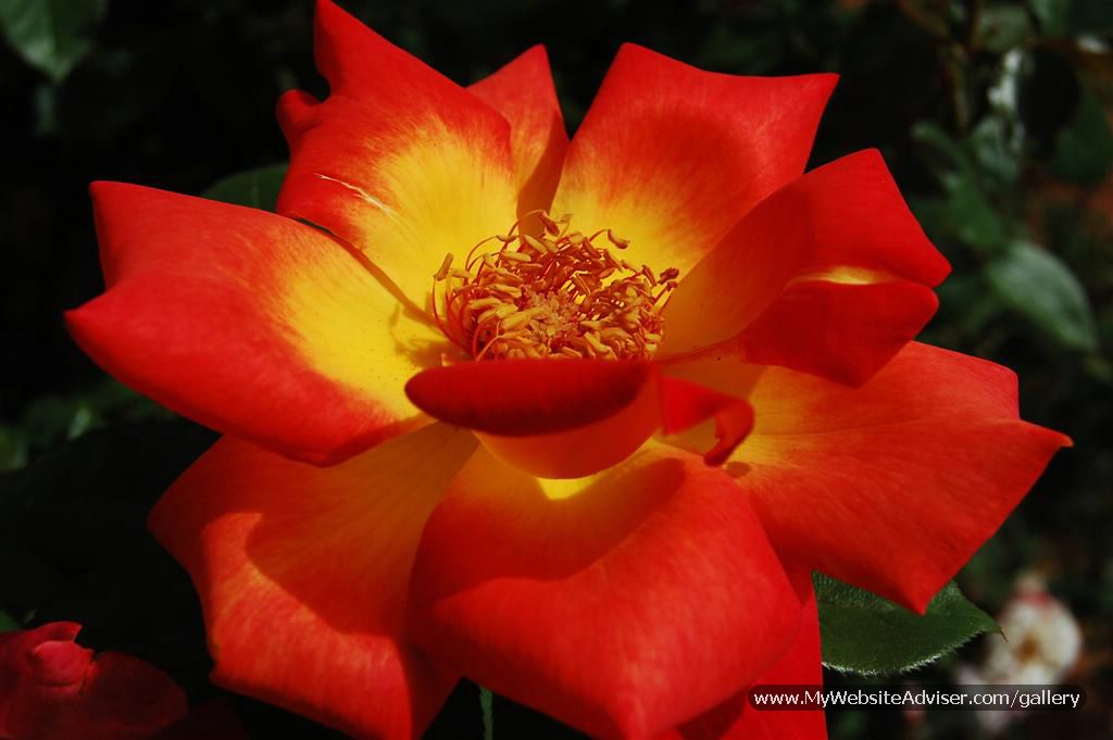 Rose (Flower Closeup)